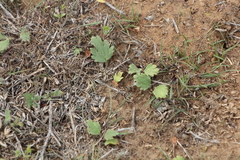Ranunculus oxyspermus