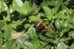 Thorybes pseudocellus