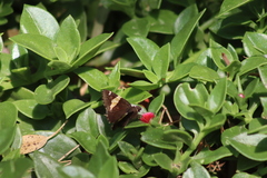 Thorybes pseudocellus