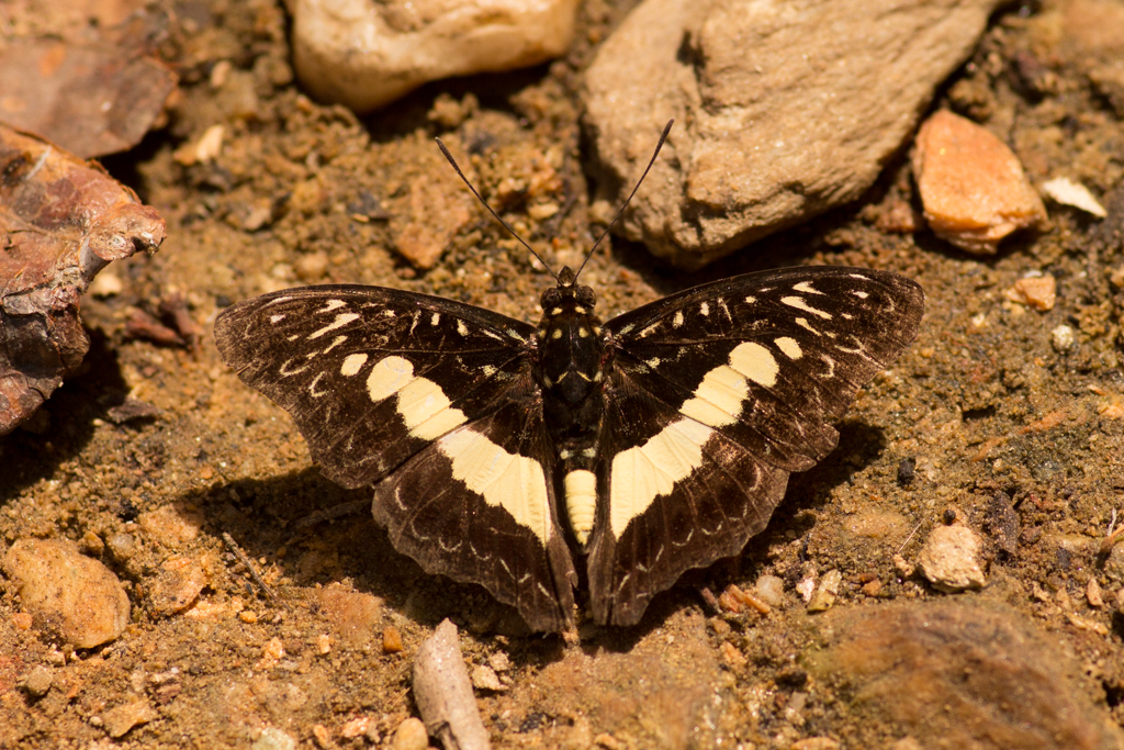 Euptera zowa