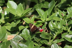 Thorybes pseudocellus