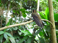 Phaethornis anthophilus