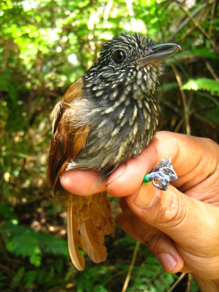 Black Antshrike
