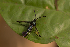 Sesiidae