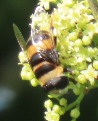 Phytomia curta