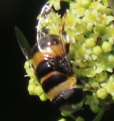 Phytomia curta