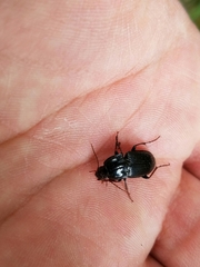 Pterostichus permundus