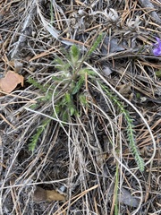 Oxytropis myriophylla