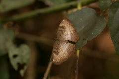 Ariadne enotrea enotrea
