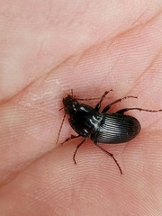 Pterostichus permundus