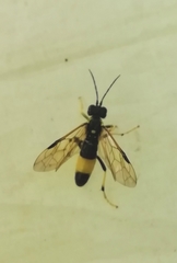 Tenthredo maculata