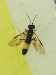 Tenthredo maculata