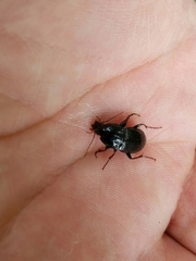 Pterostichus permundus