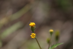 Bidens pilosa pilosa
