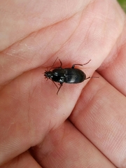 Pterostichus permundus