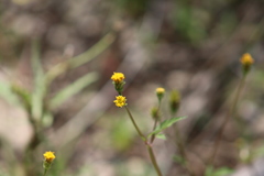 Bidens pilosa pilosa