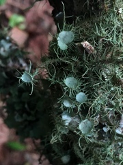 Usnea strigosa