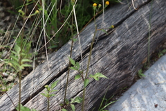 Bidens pilosa pilosa