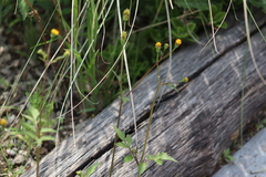 Bidens pilosa pilosa