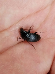 Pterostichus permundus