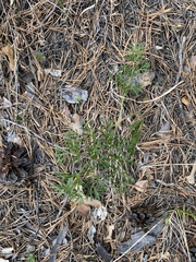 Pulsatilla turczaninovii