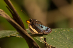 Limenitidinae