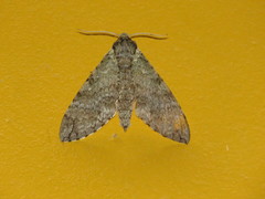 Manduca muscosa
