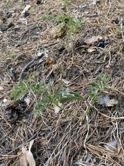 Pulsatilla turczaninovii
