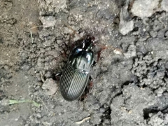 Pterostichus permundus