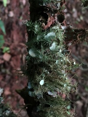 Usnea strigosa