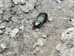Pterostichus permundus