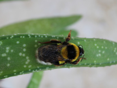 Bombus ruderatus