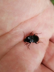 Pterostichus permundus