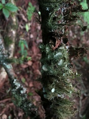 Usnea strigosa