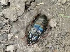 Pterostichus permundus