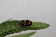 Bombus ruderatus