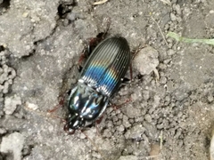 Pterostichus permundus