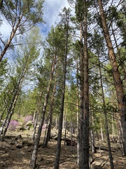 Pinus sylvestris