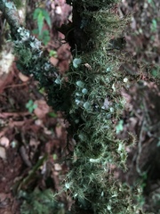 Usnea strigosa
