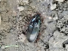 Pterostichus permundus