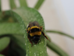 Bombus ruderatus