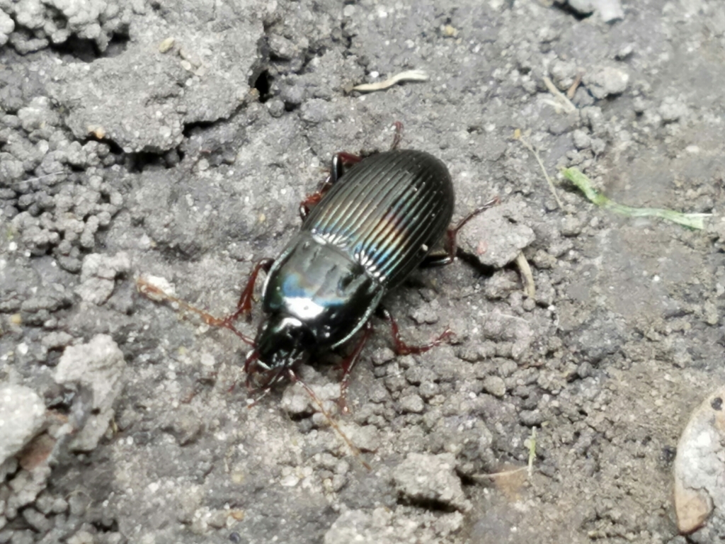 Abacidus permundus