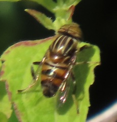 Eristalodes