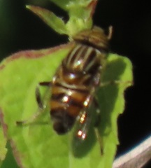 Eristalodes