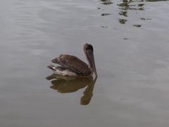 Pelecanus occidentalis