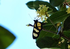 Methona themisto
