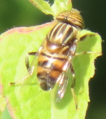 Eristalodes