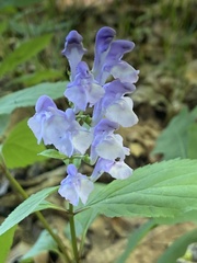Scutellaria serrata