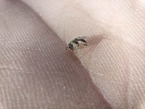 Lasioglossum collopiense