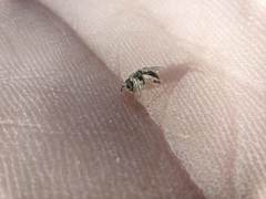 Lasioglossum collopiense